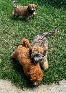 Soft Coated Wheaten pups - Photo 3
