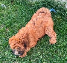 Soft Coated Wheaten pups - Photo 4