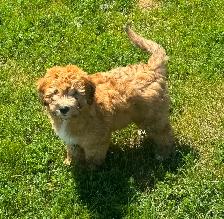 Soft Coated Wheaten pups - Photo 5