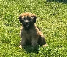 Soft Coated Wheaten pups - Photo 6