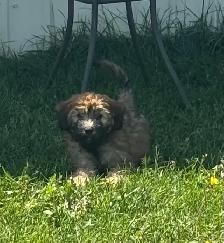Soft Coated Wheaten pups - Photo 7