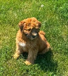 Soft Coated Wheaten pups - Photo 8