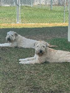 Soft Coated Wheaten pups - Photo 9