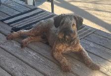 Soft Coated Wheaten pups - Photo 10