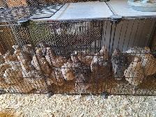 Cailles adultes femelles (lot de 30)