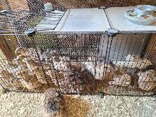 Cailles adultes femelles (lot de 30) - Photo 2