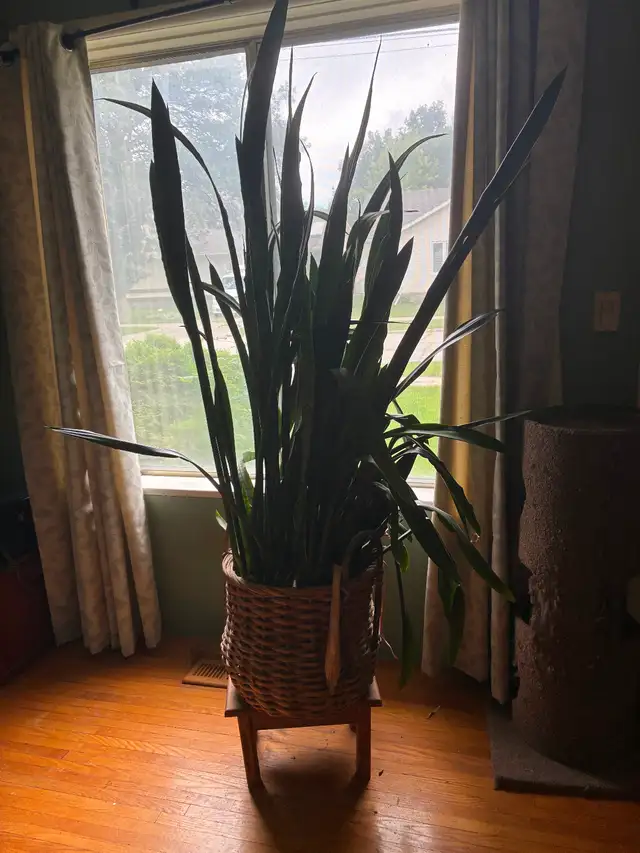Free Snake Plant