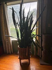 Free Snake Plant