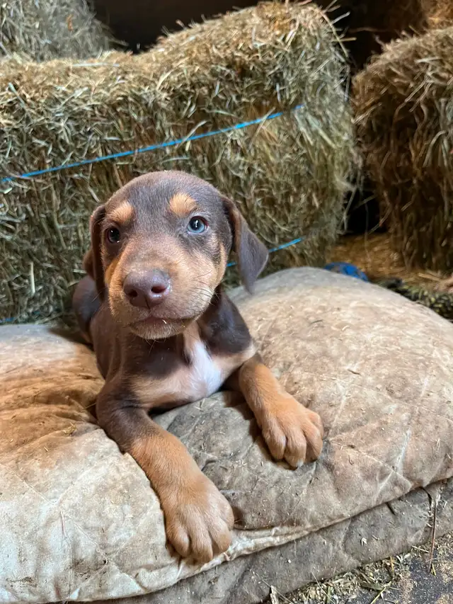 Chiots berger australien x doberman
