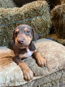 Chiots berger australien x doberman
