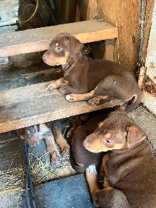 Chiots berger australien x doberman - Photo 2