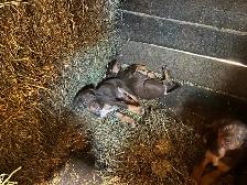 Chiots berger australien x doberman - Photo 3