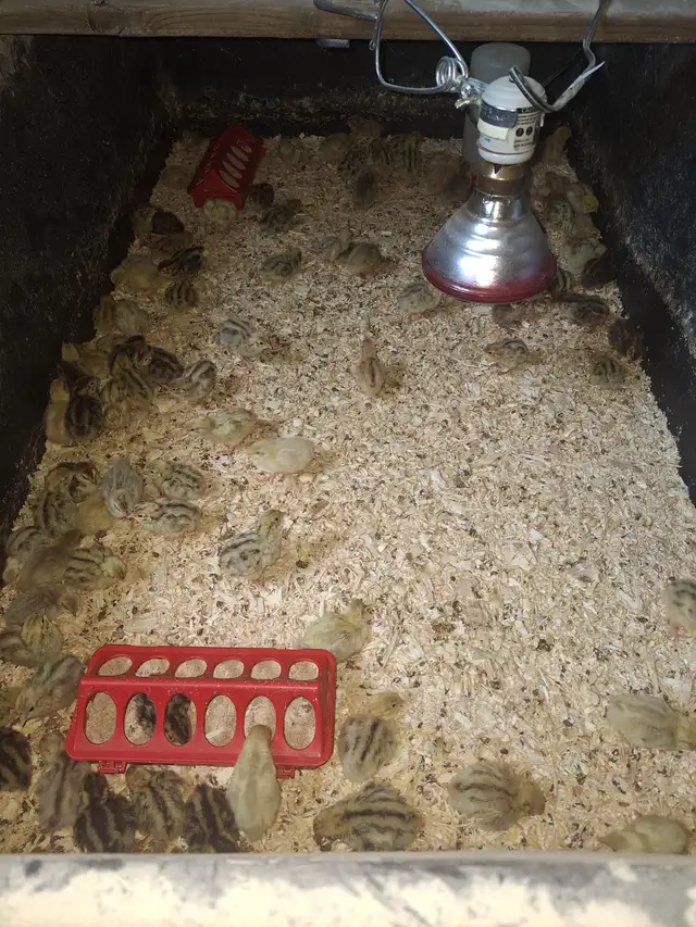 Cailletaux/ quail chicks
