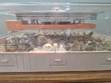 Cailletaux/ quail chicks - Photo 2