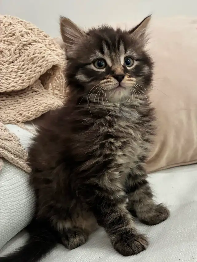 Chaton Sibérien Hypoallergene