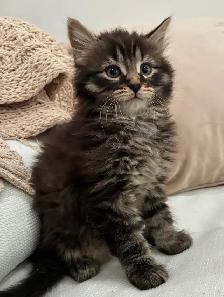 Chaton Sibérien Hypoallergene