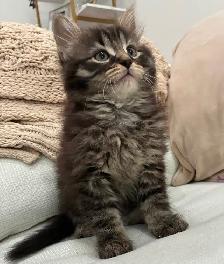 Chaton Sibérien Hypoallergene - Photo 2