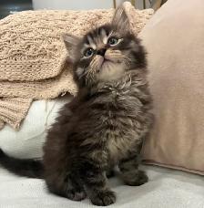 Chaton Sibérien Hypoallergene - Photo 3