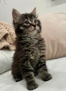 Chaton Sibérien Hypoallergene - Photo 4