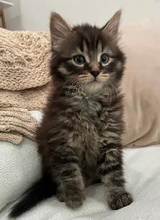 Chaton Sibérien Hypoallergene - Photo 5