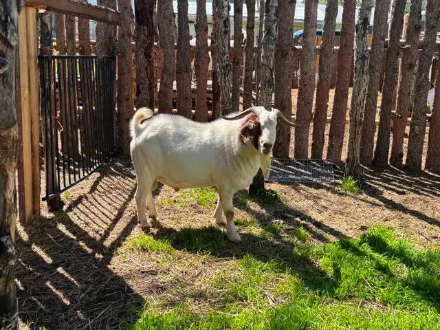 Goat buck