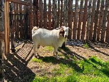 Goat buck