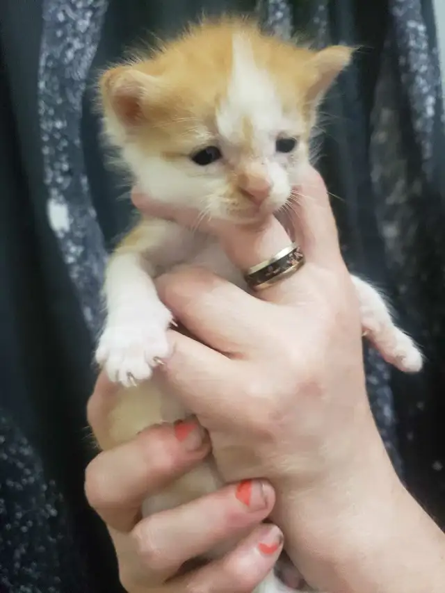 THESE ADORABLE KITTIES ARE LOKKING FOR THEIR FOREVER HOMES &lt.3