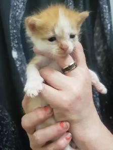 THESE ADORABLE KITTIES ARE LOKKING FOR THEIR FOREVER HOMES &lt.3