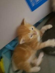 THESE ADORABLE KITTIES ARE LOKKING FOR THEIR FOREVER HOMES &lt.3 - Photo 2