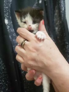THESE ADORABLE KITTIES ARE LOKKING FOR THEIR FOREVER HOMES &lt.3 - Photo 3