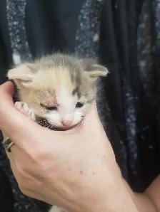 THESE ADORABLE KITTIES ARE LOKKING FOR THEIR FOREVER HOMES &lt.3 - Photo 4