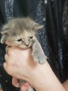 THESE ADORABLE KITTIES ARE LOKKING FOR THEIR FOREVER HOMES &lt.3 - Photo 5