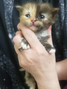 THESE ADORABLE KITTIES ARE LOKKING FOR THEIR FOREVER HOMES &lt.3 - Photo 6