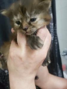 THESE ADORABLE KITTIES ARE LOKKING FOR THEIR FOREVER HOMES &lt.3 - Photo 7