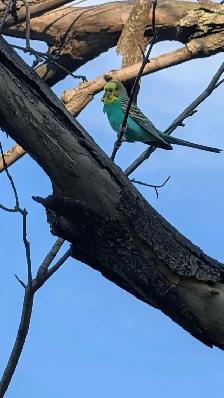 Missing Budgie in Ajax