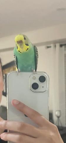 Missing Budgie in Ajax - Photo 2