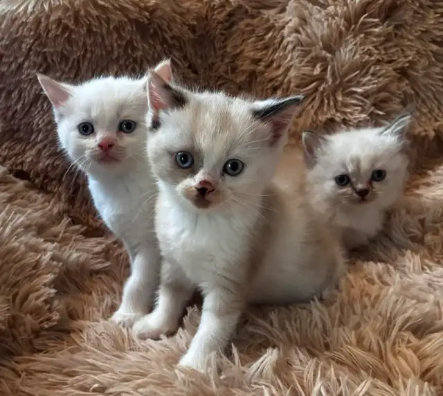 Himalayan Munchkin kitten