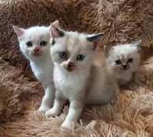 Himalayan Munchkin kitten
