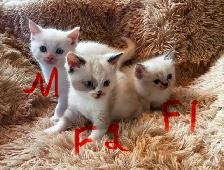 Himalayan Munchkin kitten - Photo 2