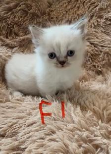 Himalayan Munchkin kitten - Photo 3
