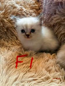 Himalayan Munchkin kitten - Photo 4