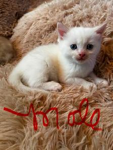 Himalayan Munchkin kitten - Photo 5