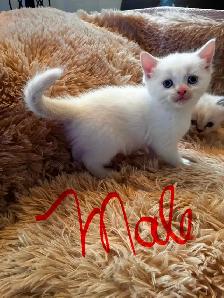 Himalayan Munchkin kitten - Photo 6