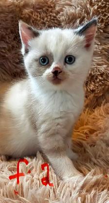 Himalayan Munchkin kitten - Photo 7