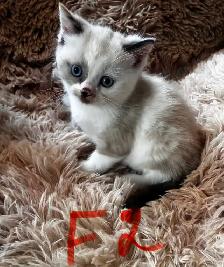 Himalayan Munchkin kitten - Photo 8