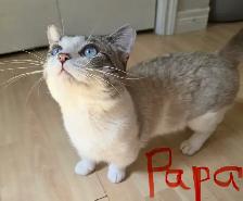 Himalayan Munchkin kitten - Photo 9
