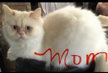 Himalayan Munchkin kitten - Photo 10