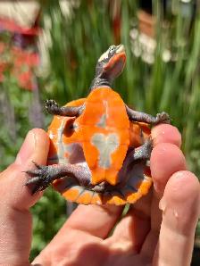 Baby Pink Belly Sideneck Turtles!