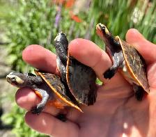 Baby Pink Belly Sideneck Turtles! - Photo 2