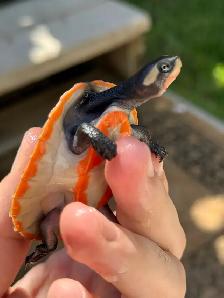 Baby Pink Belly Sideneck Turtles! - Photo 3